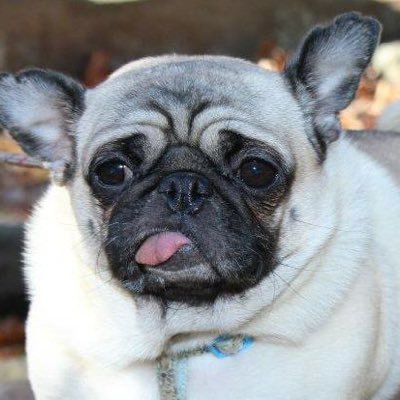 pugsnpolitics's profile picture. I am just a Democrat who loves pugs.