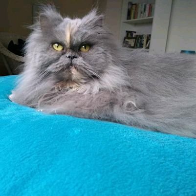 GDudeman's profile picture. 