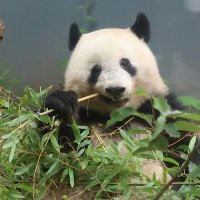 🐼ﾚﾄﾛﾕｳﾓﾝ (@retoro_yumon) Twitter profile photo