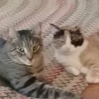 Amy the Proud Cat Lady (@athavaleamy) 's Twitter Profile