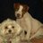 Ketsia_Elie's profile image