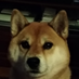 Mohi_Cane (@canemohi) Twitter profile photo Mohi_Cane (@canemohi) Twitter profile photo