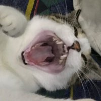 dave (@pleco74) 's Twitter Profile