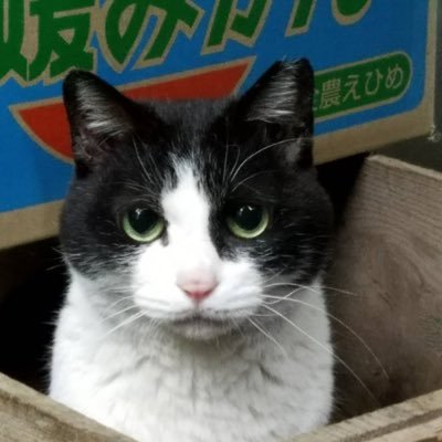 ぶち猫 拡散希望 野良猫 保護予定 志木市 新座市 朝霞市 和光市 はちわれ 保護猫 猫探してます 迷い 猫