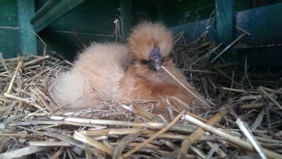 Stress Farming Women Profile