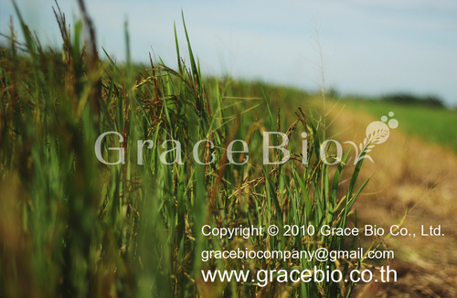 GraceBio_'s profile picture. Specialist in premium organic black rice - a special rice variety for a better health