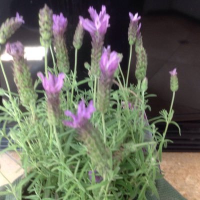 LaurieHansen14's profile picture. 