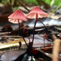 🍄すが(−10歳肌)🍄 (@sagasugayome) 's Twitter Profile Photo