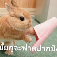 เจ็ดมีนา(@chingechinge) 's Twitter Profile Photo