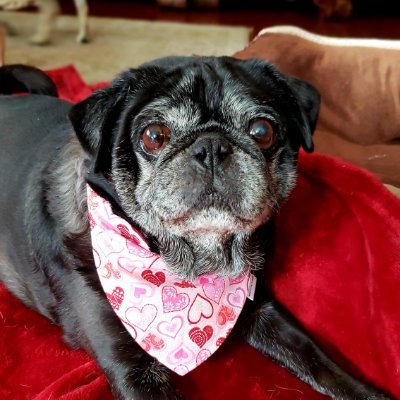 Handmade Pet accessories ❤🐶
Bandanas, BowTies, Neckties.

Instagram 📸 @woofs_n_kisses