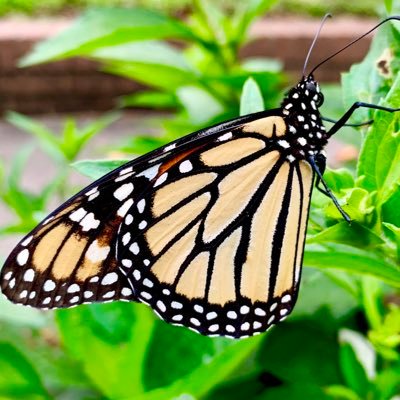 #Garden 4 #wildlife and #pollinators #Wildflowers #monarchwaystation  11yo's Etsy shop sells native seeds https://t.co/4eM7siU4BX