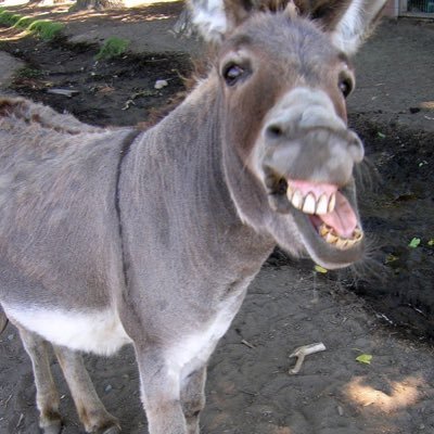 resistthedonkey