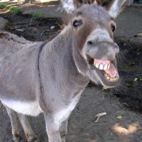 resistthedonkey(@resistthedonkey) 's Twitter Profile Photo