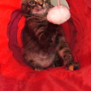 Manda Reid - @Mousey5159 - Twitter