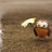 lizhanchen's profile image