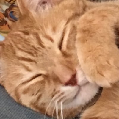 ltqaWjZxuoiqsk7's profile picture. ゲーム垢です