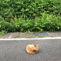 601 ろくまるいち (@ktdaisenchoo) 's Twitter Profile