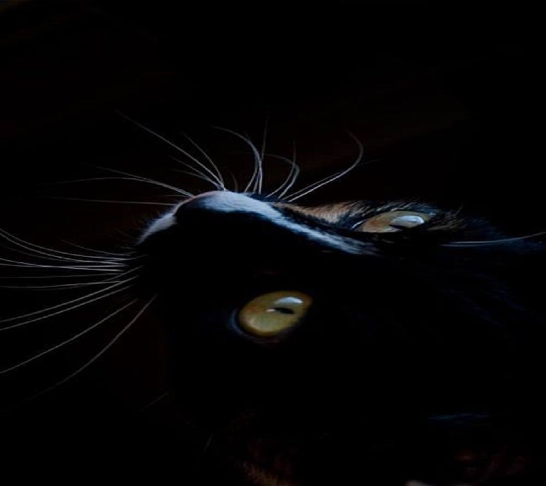 Cat79Dark's profile picture. Meow