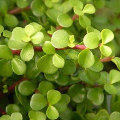 Portulacaria afra / elephant bush / dwarf jade plant / porkbush. Succulent plant found in South Africa. Able to sequester+4 tonnes of co2 per year per hectare