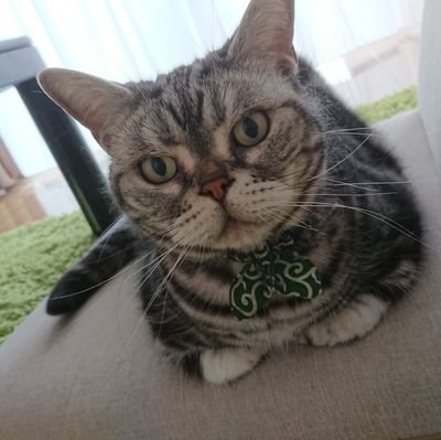 yukiochi_gura's profile picture. 雑につぶやきます