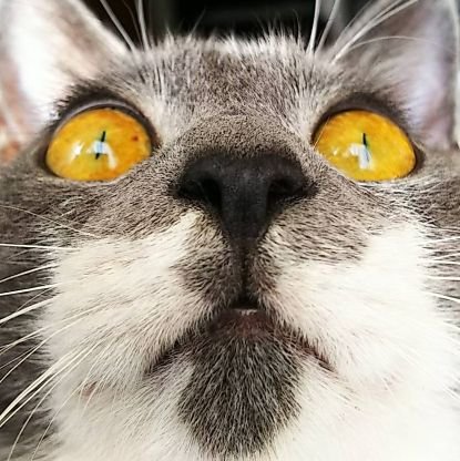 にら🐱🐱さんのプロフィール画像