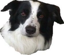 dummies dog training