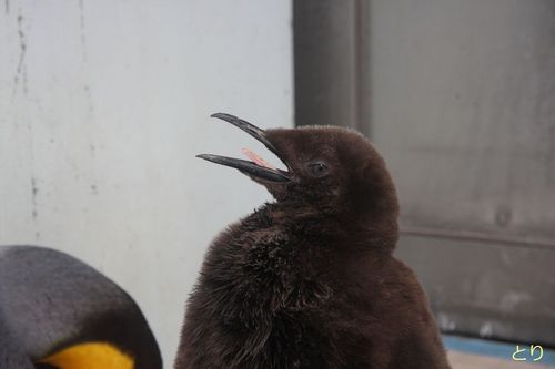 ペンギン（特にキングペンギン🐧）推しの社会人／ペンギン会議／本職：システムエンジニア。たくさんある全国のラジオの推し番組を通して、世代を問わず繋がれたらと思っています、よろしくお願いします＾＾