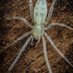 Albino_Spider 🕷️🕸️ (@spider_albino) Twitter profile photo Albino_Spider 🕷️🕸️ (@spider_albino) Twitter profile photo