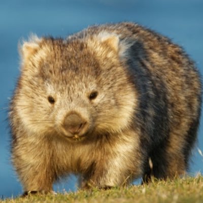 Lawyer • Make wombat not combat •