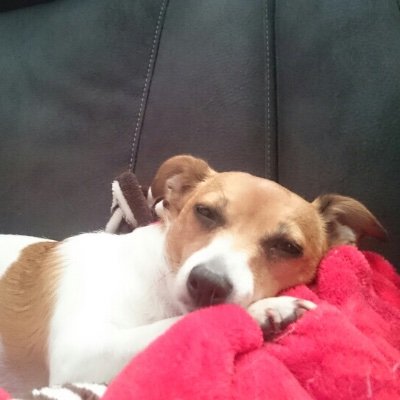 tracey_whipper's profile picture. 