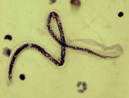 La mejor cátedra del 3er año de la Facultad de Ciencias Médicas de la UNA