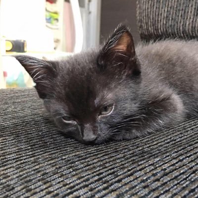 やのいち〜〜〜〜さんのプロフィール画像