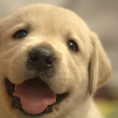 犬の面白かわいい動画 めちゃワン 子犬 柴犬 チワワetc Mechawan7 Twitter