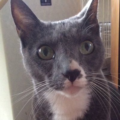 minikomaQ_Q's profile picture. ミニチュア作家 ↓minneで販売してます！