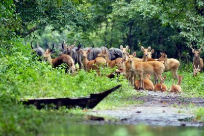 The flood scenario worsened in Assam, took 15 life's till date. Houses washed, people left homeless with empty stomach. Human and wildlife both in danger.