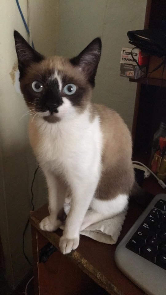 QVaiper's profile picture. 22
Desarrollador web