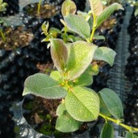 RBGE Scottish Plants (@plantsrbge) 's Twitter Profile Photo RBGE Scottish Plants (@plantsrbge) 's Twitter Profile Photo