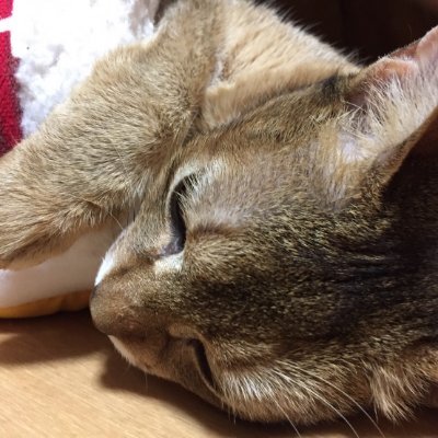 兄妹🐱のチャカ♂とチャラ♀に振り回される日々が幸せ。
無言フォロー大歓迎です！そして無言フォロー失礼します🙇
よろしくお願いします😆