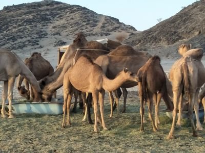 رئيس ‏‏‏‏‏‏تحرير المجلة الجزائرية للدراسات الإنسانية بجامعة وهران1
أستاذ التاريخ الحديث والمعاصر، مهتم بتحقيق المخطوطات، باحث مشارك بمركز crasc