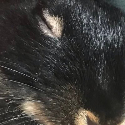 赤城 シア(本垢)さんのプロフィール画像