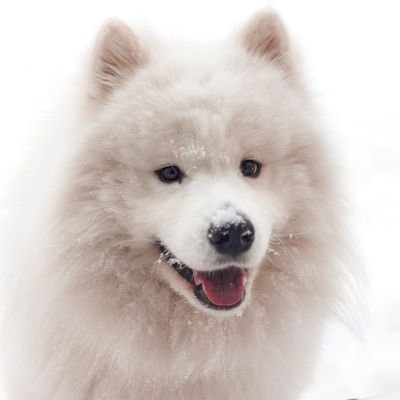 sin_16's profile picture. no tennis! no life!