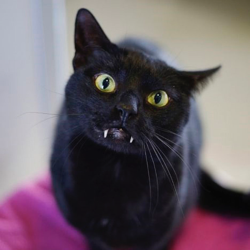 hanibahuy's profile picture. 