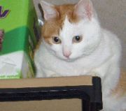 tarosuke__'s profile picture. おなかにやさしく。
猫 洋楽メタル系 バイク あかジェネ ま行 けいおん
アイコン写真は飼い猫みーさん(～2019/07)
ヘッダ写真は飼い猫くーさん(2024/12～)
🔕
#週末ツーリング奇行