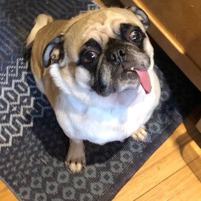 I’m Mack, a happy, awesome pug and my tongue doesn’t fit in my mouth. read about me and mom (she has cancer) https://t.co/04iRDWGiXO