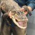 Chance The Snapper - The Humboldt Gator (@ChanceDeSnapper) Twitter profile photo