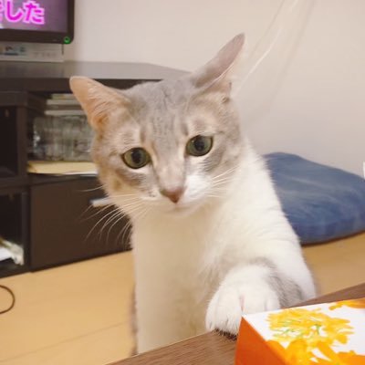 ぱぴこ🐯#5さんのプロフィール画像