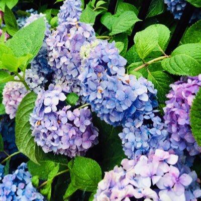 ユエさんのプロフィール画像