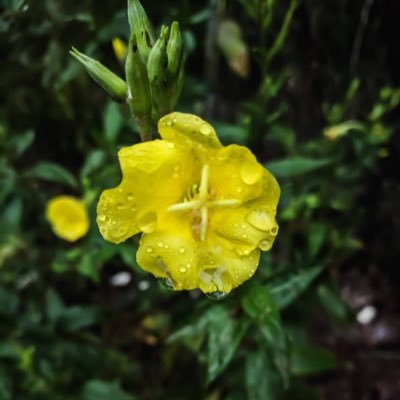 Jeshepler's profile picture. 