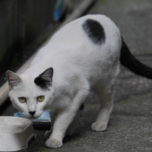 猫森夜会さんのプロフィール画像