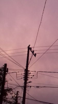 DardNova's profile picture. Jugar Fortnite